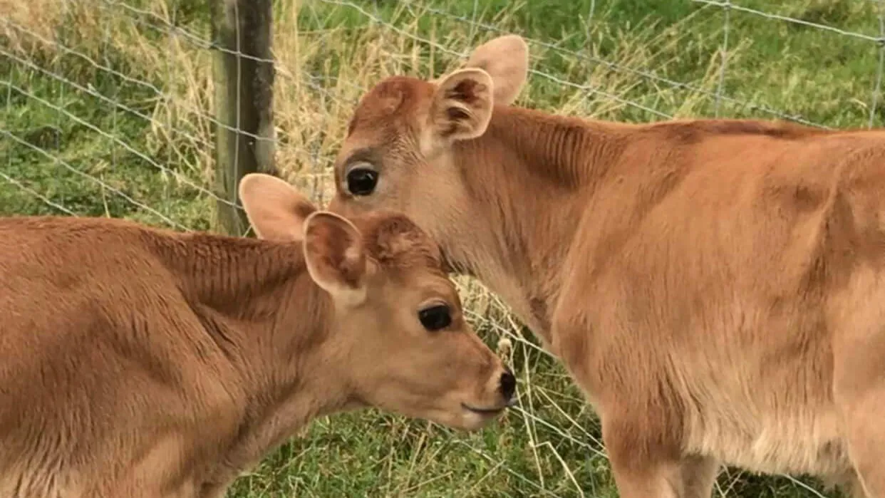 Oscar and Daryl, two brown calves cuddled up together