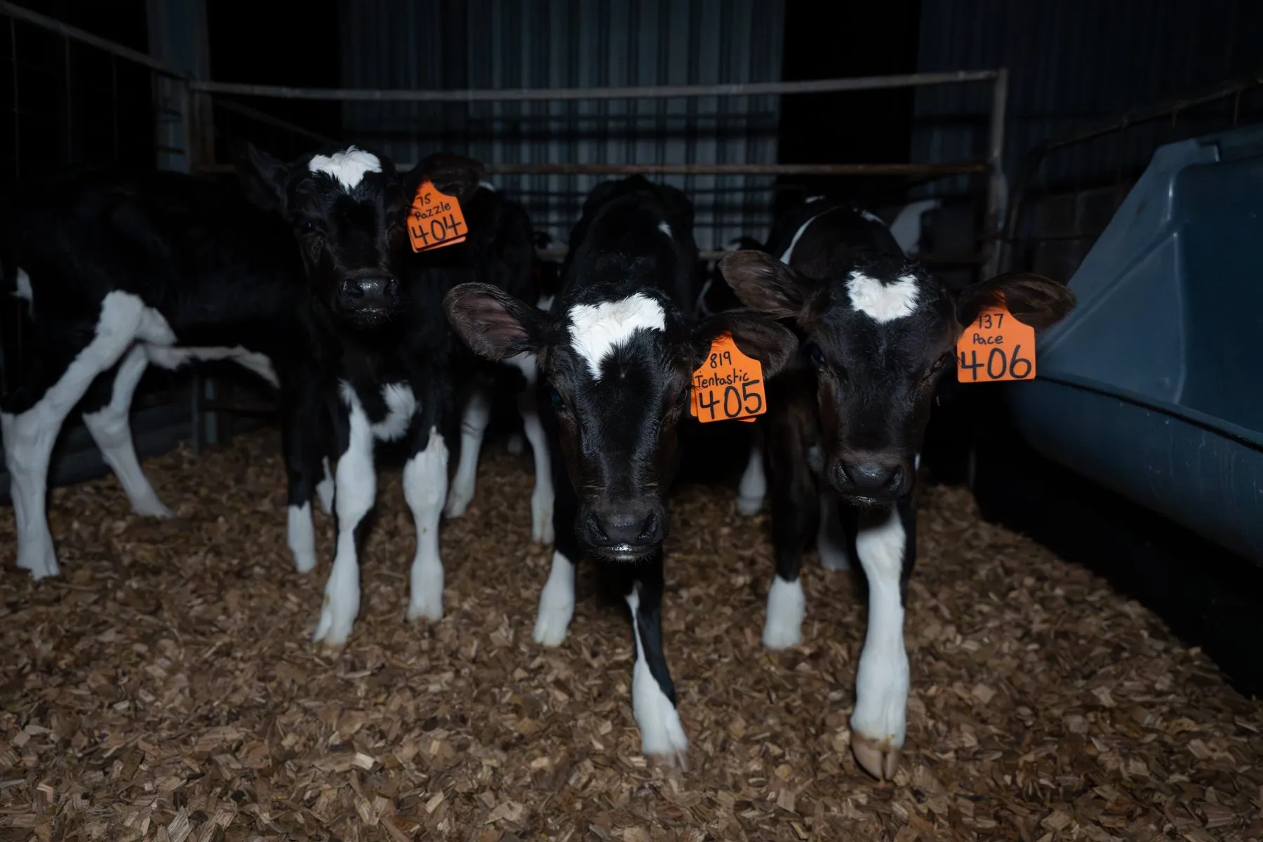 Three female calves in a calf shed