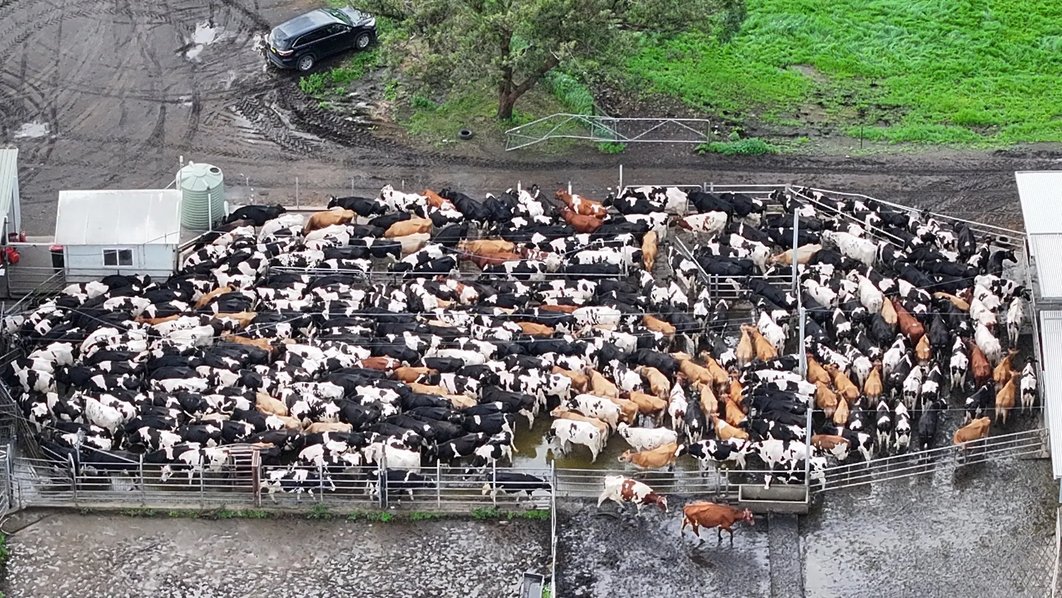 Dairy cows crammed into gates near a milking shed